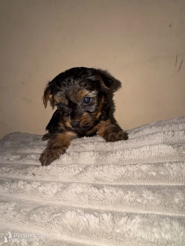 Blondie  – Yorkshire Terrier puppy for sale in Winder, GA