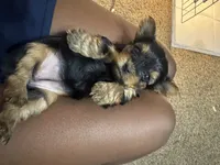 Chanel, a female Yorkshire Terrier for sale in Winder, GA – 2 of 2