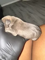 Puppy 2, a male Cane Corso for sale in Winder, GA – 2 of 2