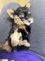 Renni (runt), a female Yorkshire Terrier for sale in Winder, GA – 7 of 8