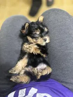 Renni (runt), a female Yorkshire Terrier for sale in Winder, GA – 8 of 8