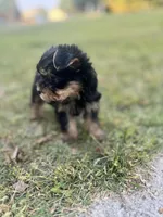 Renni (runt), a female Yorkshire Terrier for sale in Winder, GA – 6 of 8