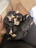 Renni , a female Yorkshire Terrier for sale in Winder, GA – Photo 3 of 3