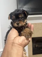 Renni , a female Yorkshire Terrier for sale in Winder, GA – Photo 1 of 3