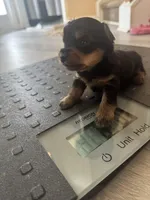 Renni , a female Yorkshire Terrier for sale in Winder, GA – Photo 2 of 3