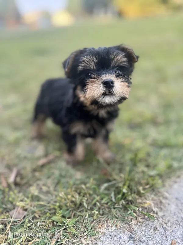 Renni  – Yorkshire Terrier puppy for sale in Winder, GA