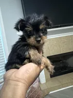 Molly, a female Yorkshire Terrier for sale in Winder, GA – Photo 2 of 2