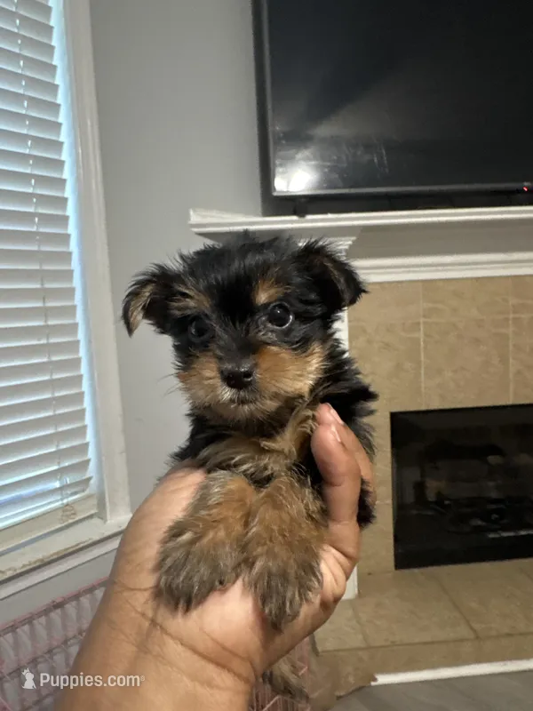 Molly – Yorkshire Terrier puppy for sale in Winder, GA