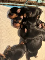 Coco, a female Yorkshire Terrier for sale in Winder, GA – 3 of 3