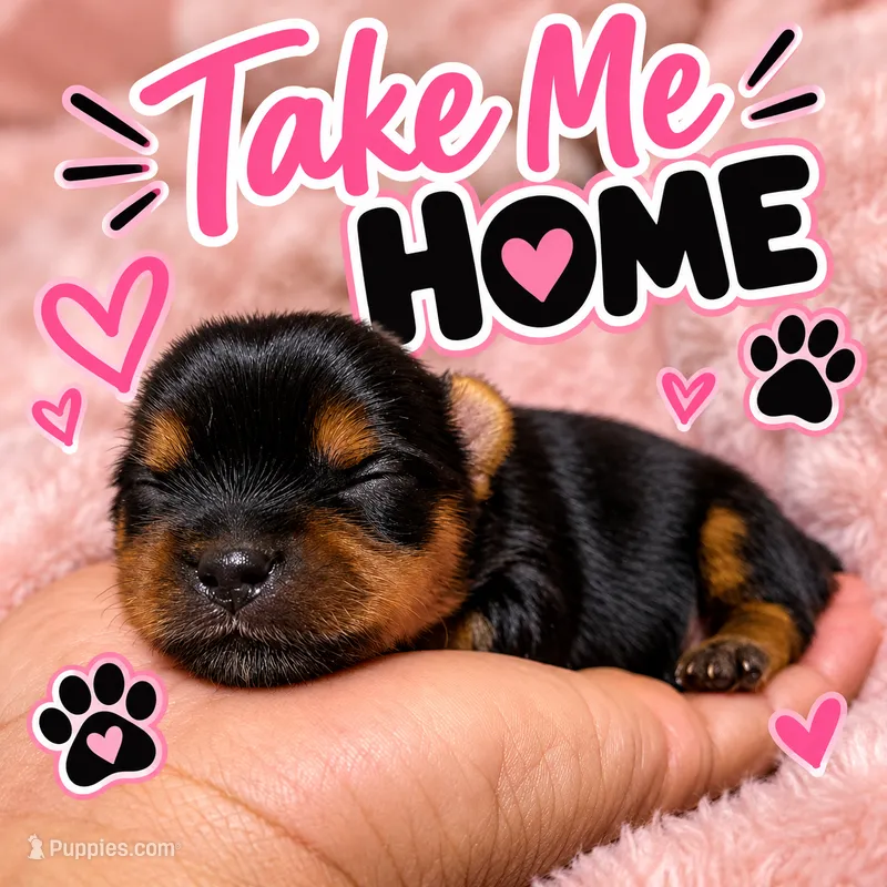 Chanel – Yorkshire Terrier puppy for sale in Winder, GA
