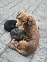 Long haired mini Aardvark , a male Miniature Dachshund for sale in Neosho, MO – 7 of 7