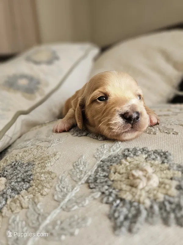 Long haired mini Choxie Aardvark  – Chihuahua, Miniature Dachshund puppy for sale in Neosho, MO