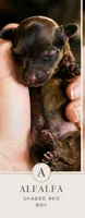 Alfalfa , a male Miniature Dachshund for sale in Neosho, MO – 2 of 6