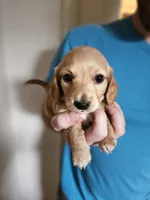 Long haired mini Aardvark , a male Miniature Dachshund for sale in Neosho, MO – 2 of 7