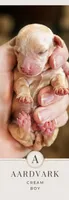 Aardvark , a male Miniature Dachshund for sale in Neosho, MO – 2 of 6