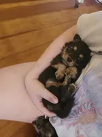 Long haired mini Alfredo, a male Miniature Dachshund for sale in Neosho, MO – 3 of 6
