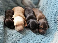 Long haired mini Choxie Alfalfa , a male Chihuahua and Miniature Dachshund for sale in Neosho, MO – 6 of 6