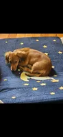 Alfalfa , a male Miniature Dachshund for sale in Neosho, MO – 3 of 6