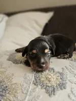 Long haired mini Alfredo, a male Miniature Dachshund for sale in Neosho, MO – 5 of 6