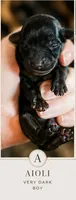 Aioli , a male Miniature Dachshund for sale in Neosho, MO – 2 of 6