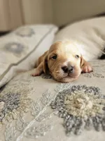 Long haired mini Aardvark , a male Miniature Dachshund for sale in Neosho, MO – 6 of 7