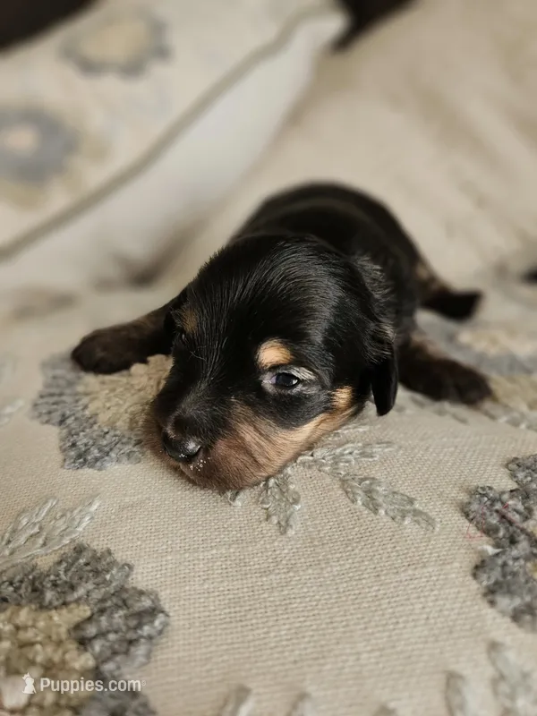 Long haired mini Choxie Alfredo – Chihuahua, Miniature Dachshund puppy for sale in Neosho, MO