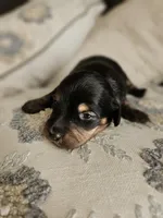 Long haired mini Alfredo, a male Miniature Dachshund for sale in Neosho, MO – 4 of 6