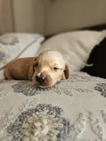 Long haired mini Aardvark , a male Miniature Dachshund for sale in Neosho, MO – 4 of 7