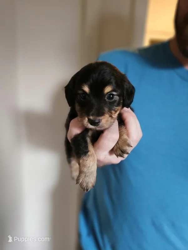 Long haired mini Alfredo – Miniature Dachshund puppy for sale in Neosho, MO