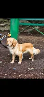 Aioli , a male Miniature Dachshund for sale in Neosho, MO – 5 of 6
