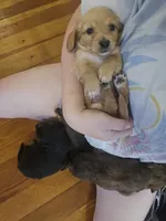 Long haired mini Aardvark , a male Miniature Dachshund for sale in Neosho, MO – 3 of 7