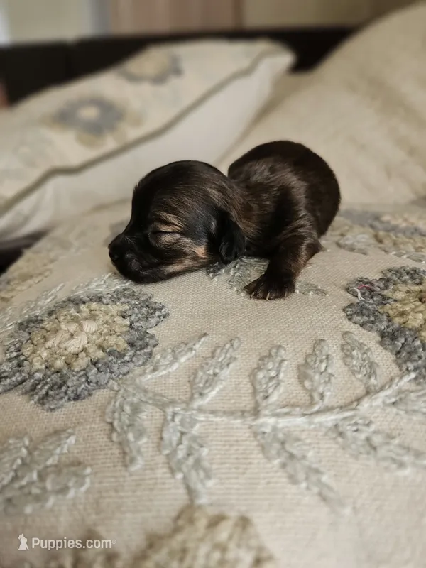 Mini Long Haired Choxie Aioli (runt) – Chihuahua, Miniature Dachshund puppy for sale in Neosho, MO