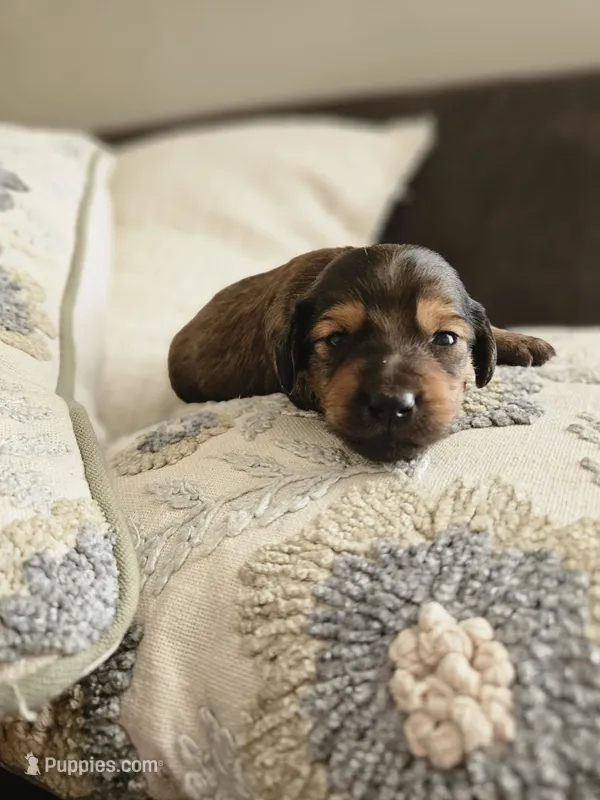Long haired mini Choxie Alfalfa  – Chihuahua, Miniature Dachshund puppy for sale in Neosho, MO
