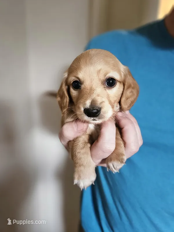 Long haired mini Aardvark  – Miniature Dachshund puppy for sale in Neosho, MO