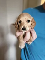 Long haired mini Aardvark , a male Miniature Dachshund for sale in Neosho, MO – 1 of 7