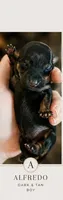 Alfredo, a male Miniature Dachshund for sale in Neosho, MO – 2 of 6