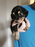 Long haired mini Alfredo, a male Miniature Dachshund for sale in Neosho, MO – 2 of 6