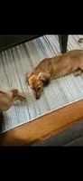 Aardvark , a male Miniature Dachshund for sale in Neosho, MO – 3 of 6