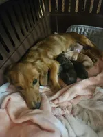 Mini Long Haired Choxie Aioli (runt), a male Chihuahua and Miniature Dachshund for sale in Neosho, MO – 5 of 6