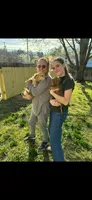 Aardvark , a male Miniature Dachshund for sale in Neosho, MO – 6 of 6