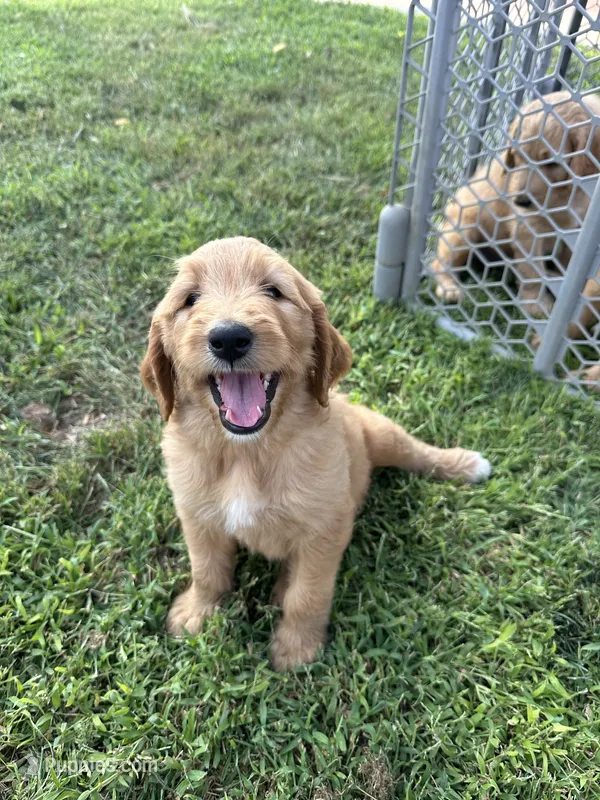 Spot – Goldendoodle puppy for sale in Hildreth, NE