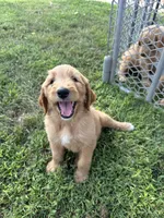 Spot, a female Goldendoodle for sale in Hildreth, NE – 1 of 2