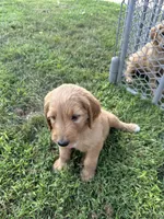 Spot, a female Goldendoodle for sale in Hildreth, NE – 2 of 2
