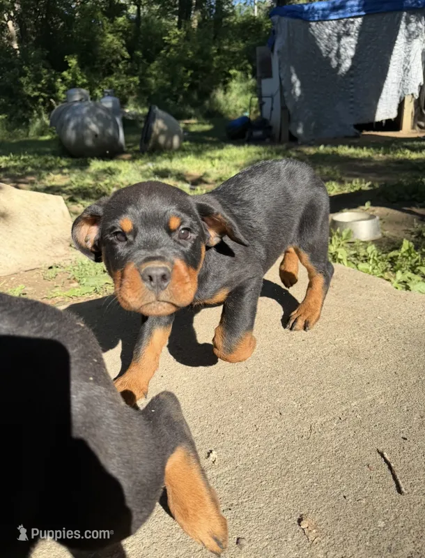 Cad – Rottweiler puppy for sale in Walthill, NE