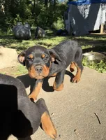 Cad, a male Rottweiler for sale in Walthill, NE – 1 of 1