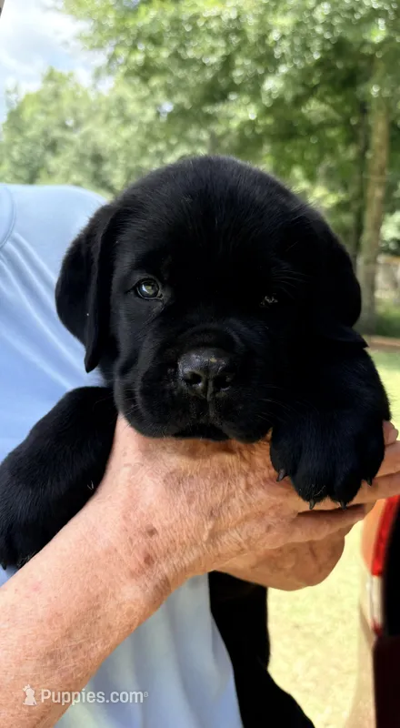 Bear – Cane Corso puppy on hold in Magnolia, MS