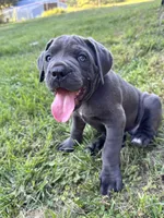 Misty Blue, a female Cane Corso for sale in Magnolia, MS – 6 of 6