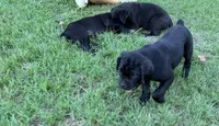 Zanna, a female Cane Corso for sale in Magnolia, MS – 4 of 6