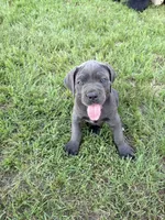 Misty Blue, a female Cane Corso for sale in Magnolia, MS – 2 of 6