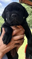 Onyx, a female Cane Corso for sale in Magnolia, MS – 7 of 7